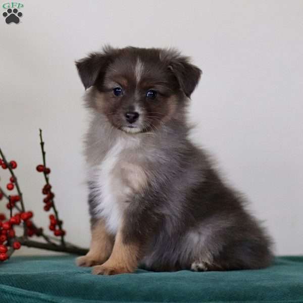 Heather, Miniature Australian Shepherd Puppy